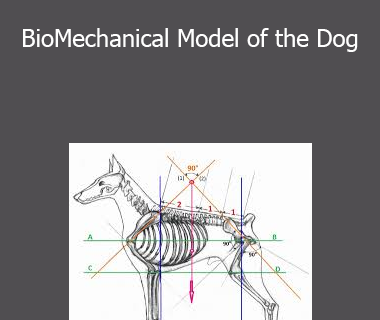 Dr Evgenij Yerusalimsky - BioMechanical Model of the Dog